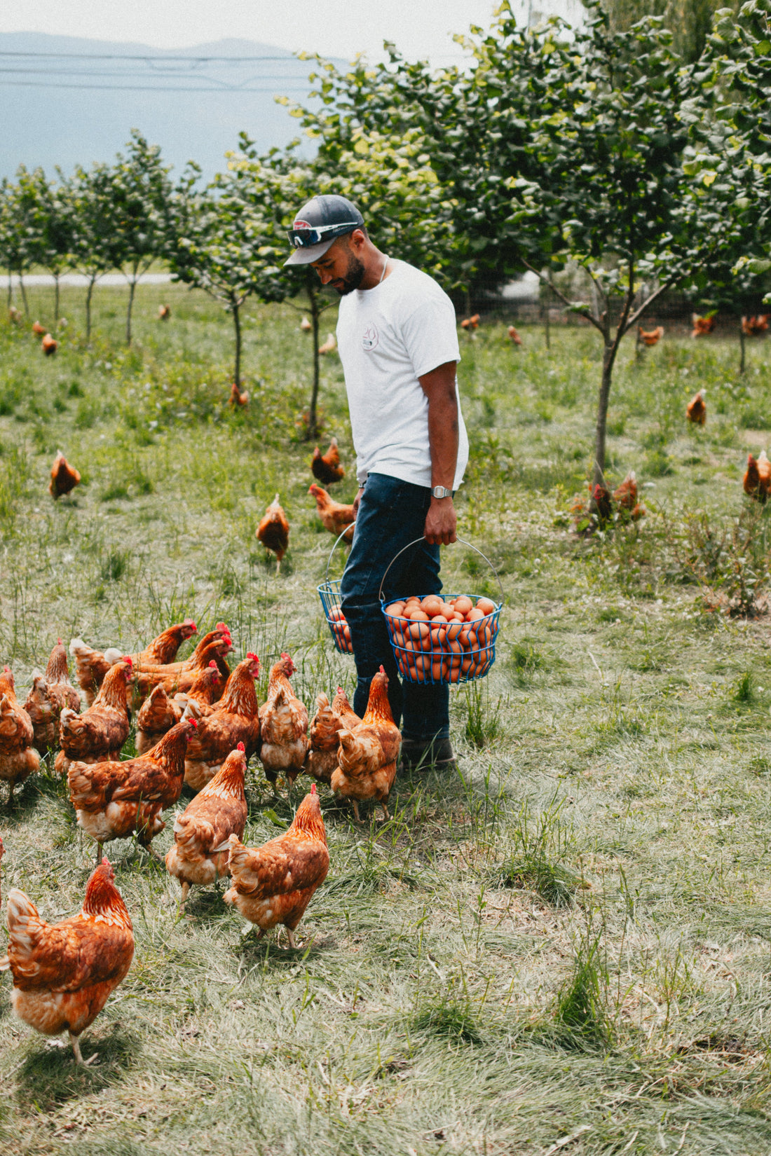 Hens Do More Than Lay Eggs
