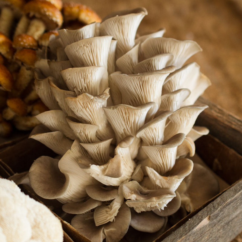 Blue Oyster Mushrooms