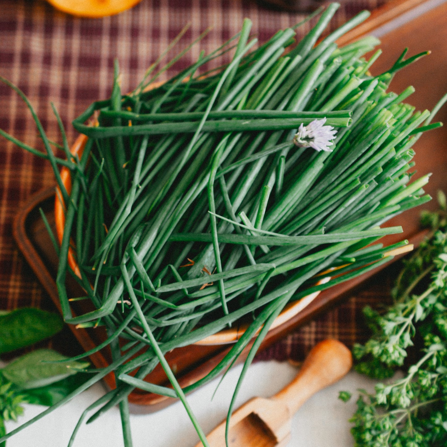 Chives