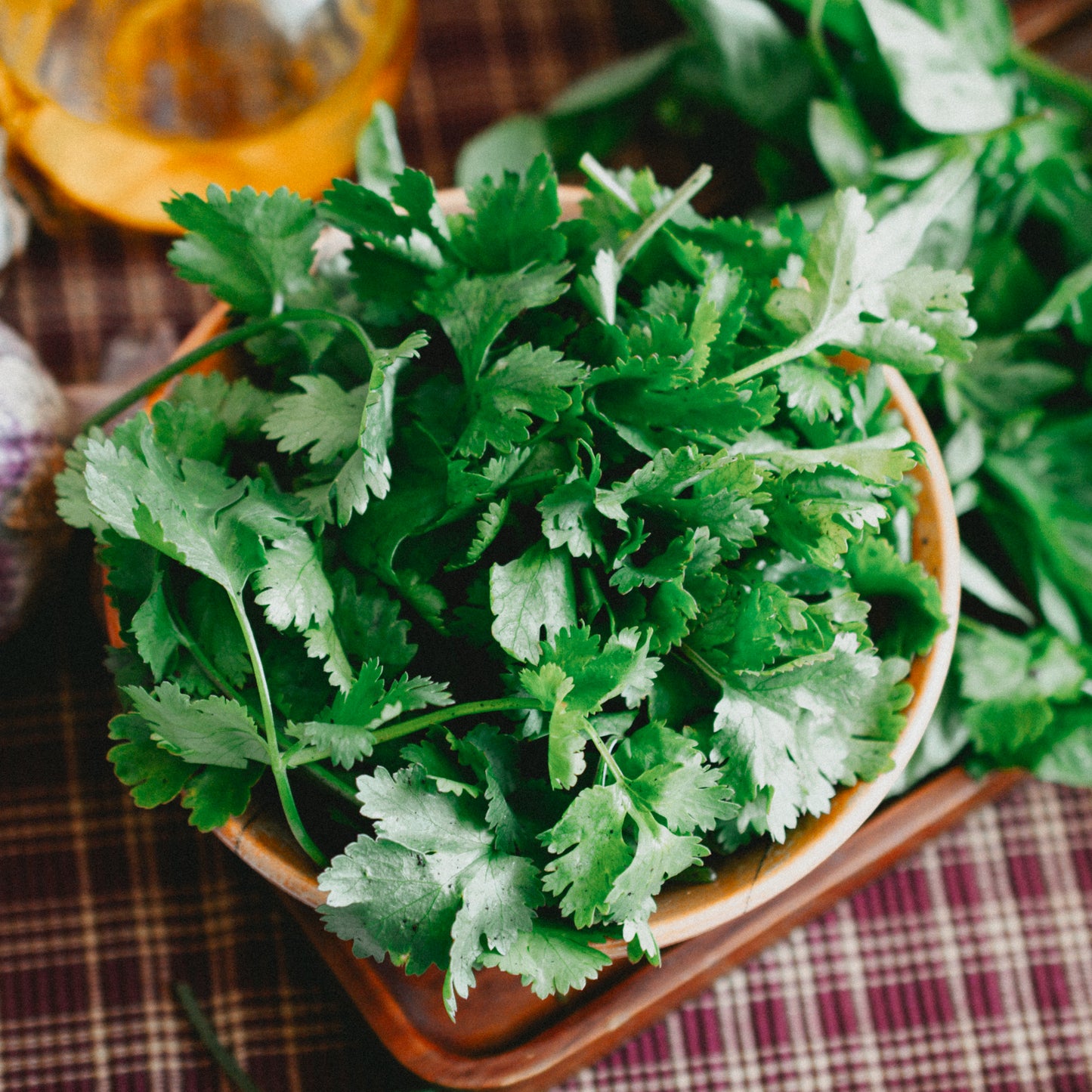 Cilantro