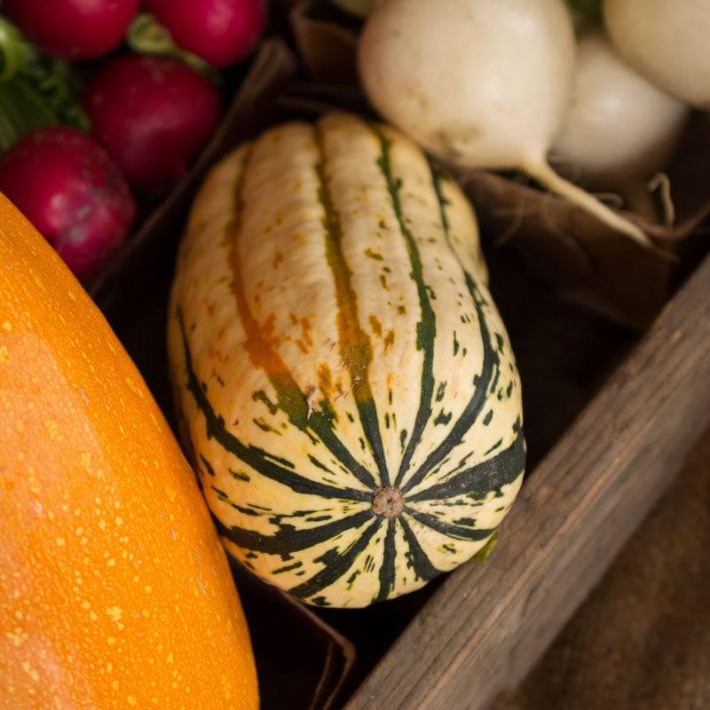 Delicata Squash