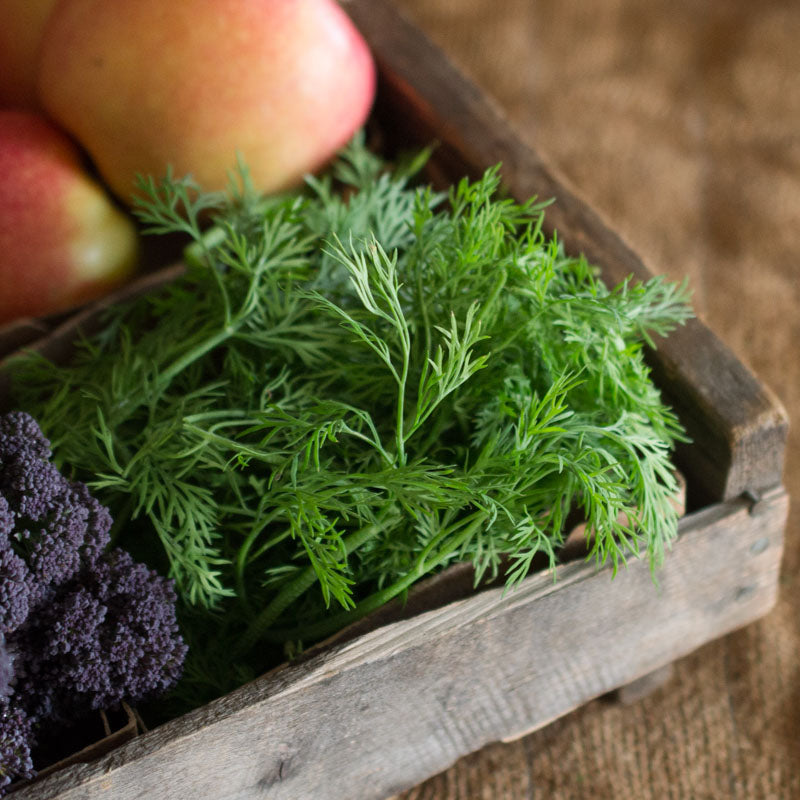 Dill