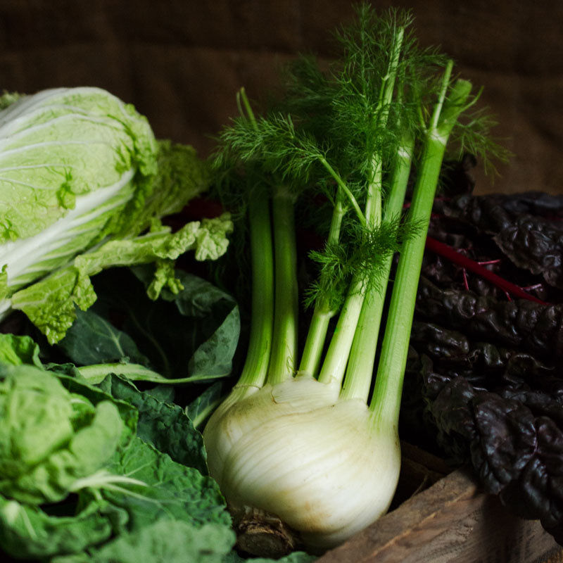 Fennel Bulb