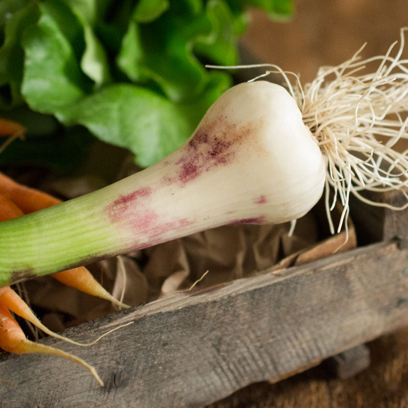 Green Garlic