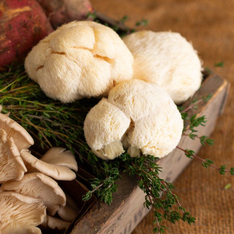 Lion's Mane Mushrooms
