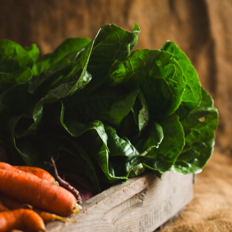 Romaine Lettuce