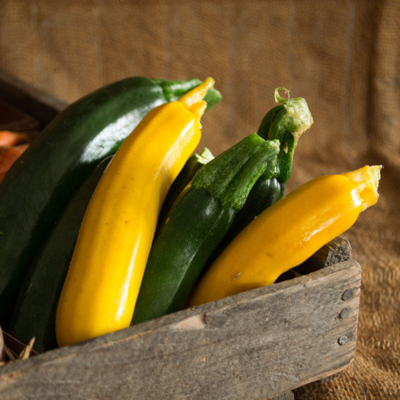 Zucchini