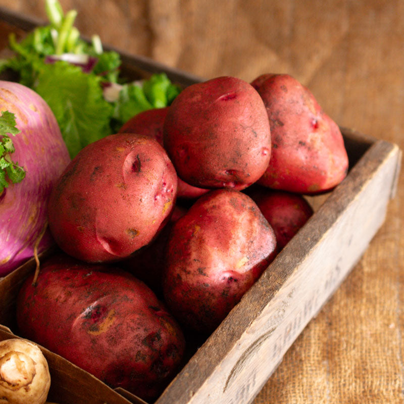 Red Chieftan Potatoes