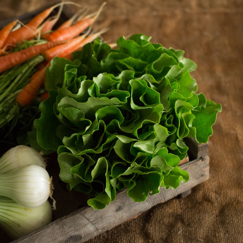 Butter Lettuce