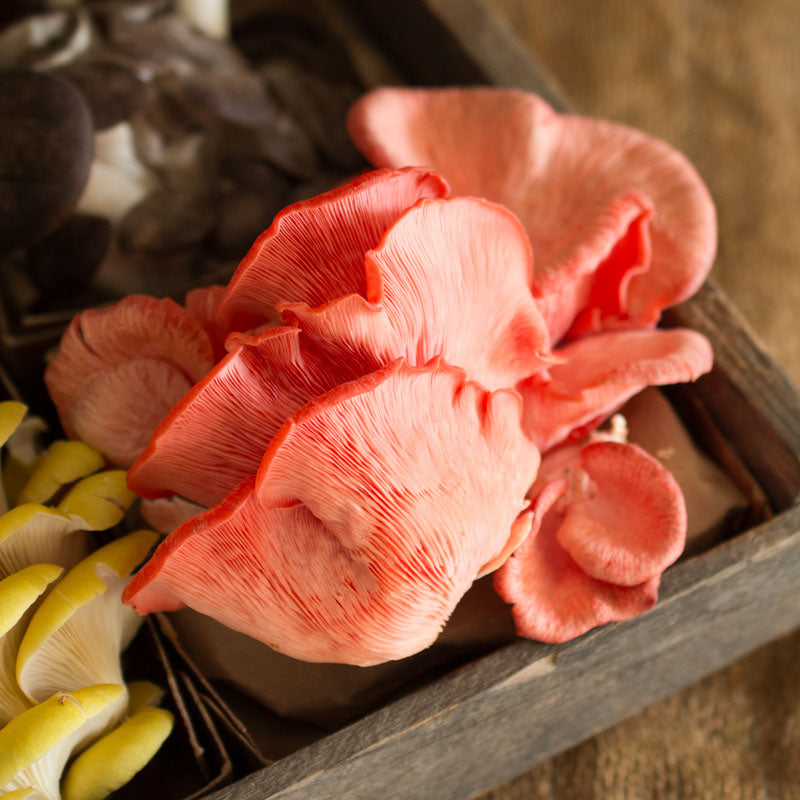 Pink Oyster Mushrooms