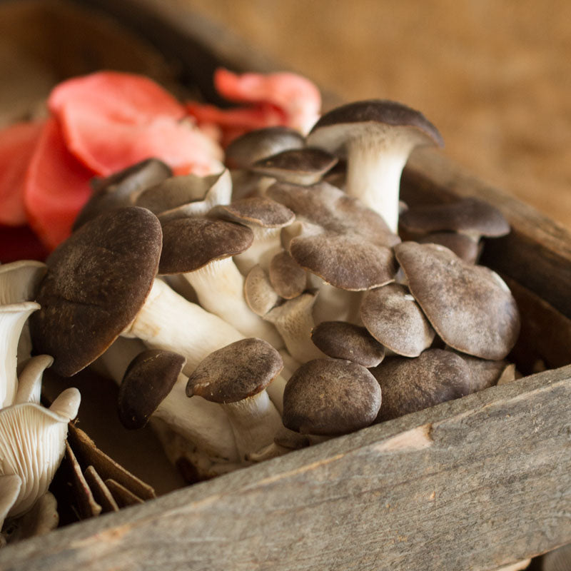 Velvet King Mushrooms