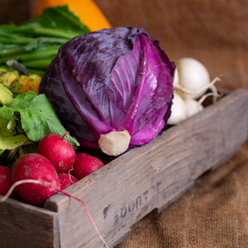 Purple Cabbage