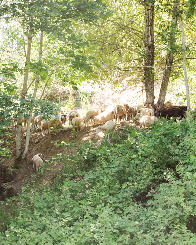 Rejuvenated Land Nourishes a New Flock