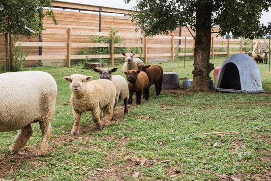 Boosting the Soil with Sheep's Wool