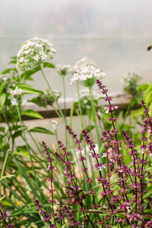 What do Companion Plants Do?
