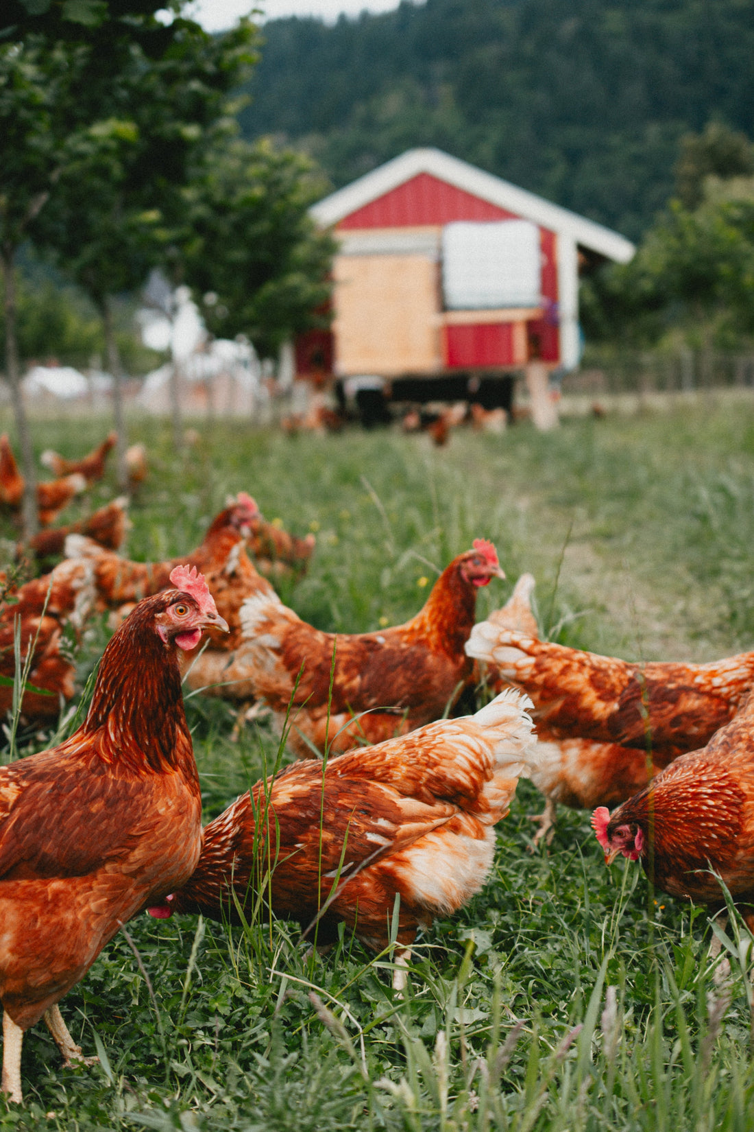 What’s Regenerative Farming and Who Cares?