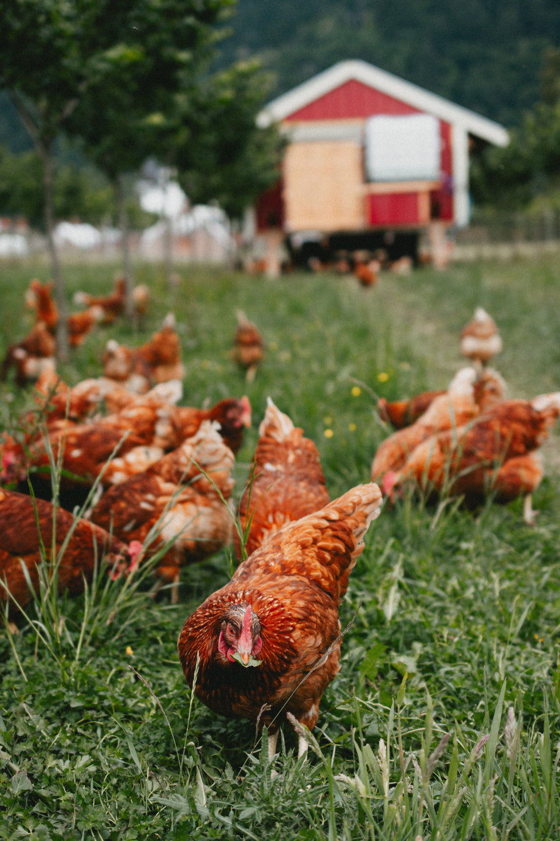 Hens Do More Than Lay Eggs