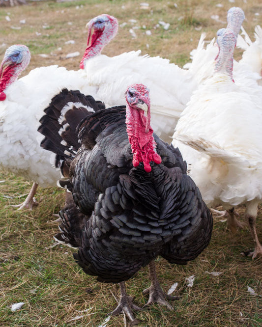 A Better Lifestyle for a Thanksgiving Feast