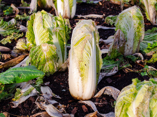 During the Winter Hunger Gap, Nature Quietly Renews the Soil