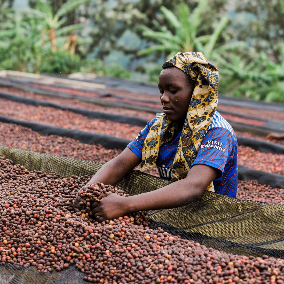 Can You Taste Social Justice in Your Coffee Cup?