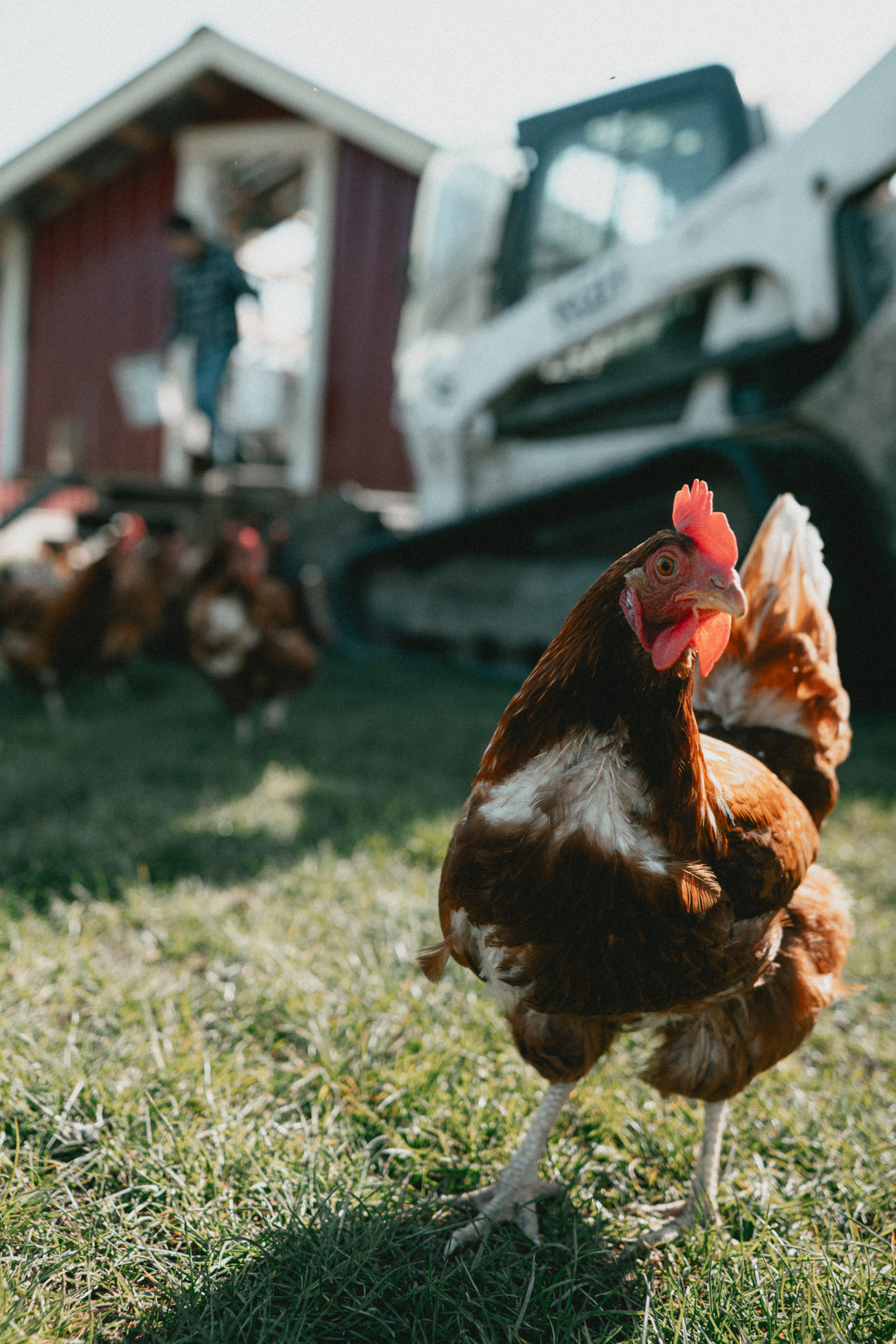 Real Muscle is Real Food with Pasture-Raised Chickens