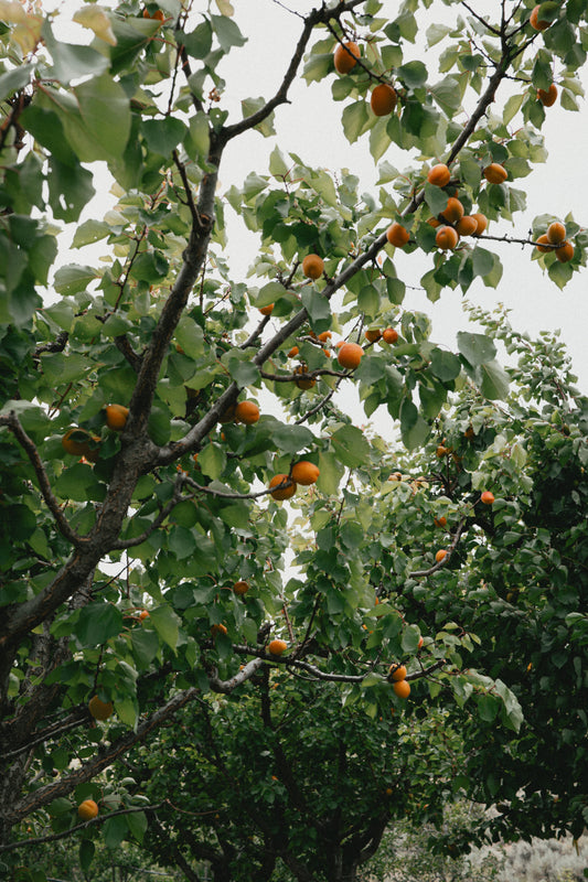 The Delicious Difference Between Biodiverse and Conventional Orchards