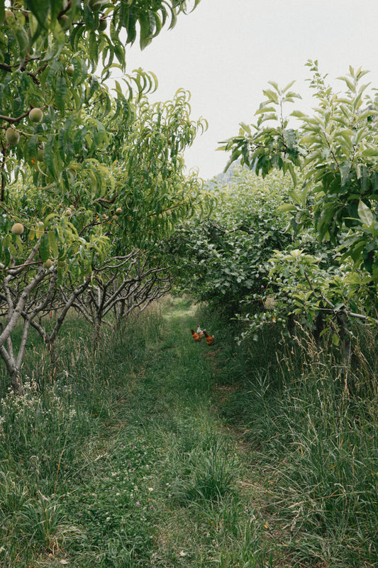 Is it an Apple Orchard or a Fruit Forest?