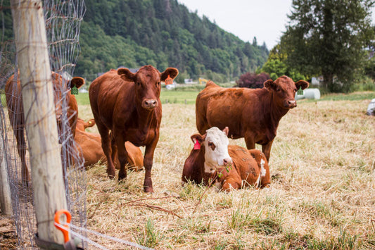 Grass-Finished Beef Means Leaner and Healthier