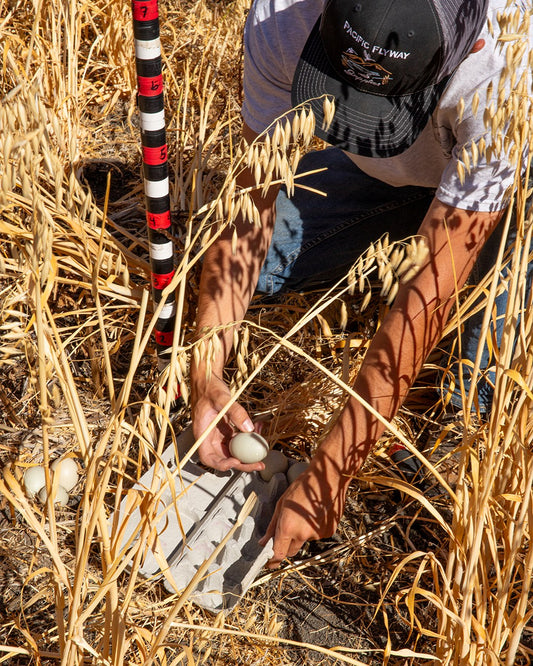 Teamwork: Rice Farmers and Migratory Birds Rebuild the Soil