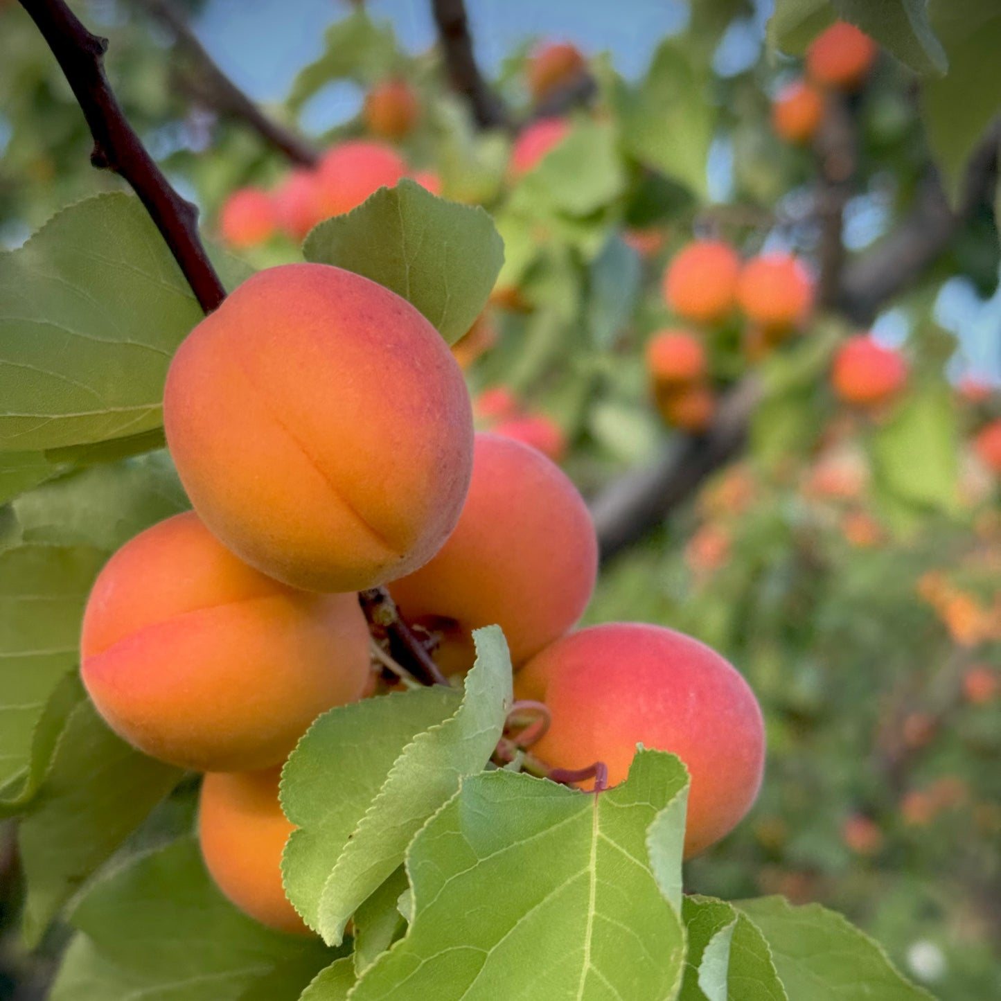 Apricots