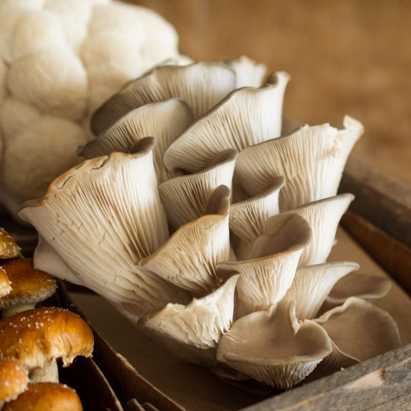 Blue Oyster Mushrooms
