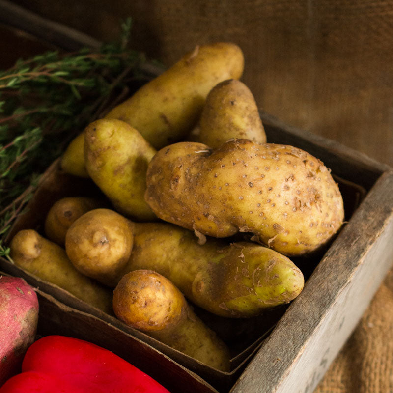 Fingerling Potatoes
