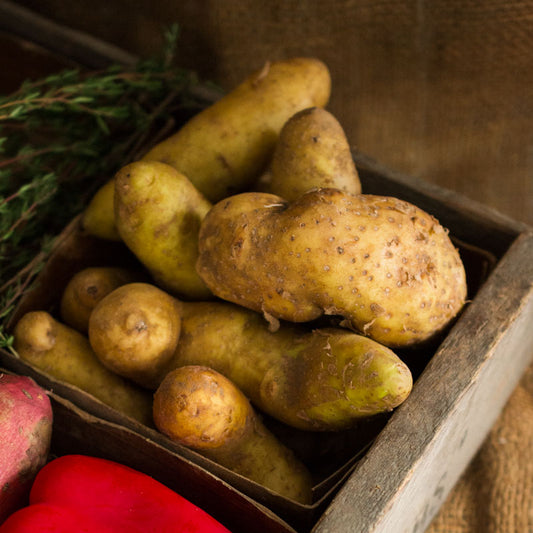Fingerling Potatoes