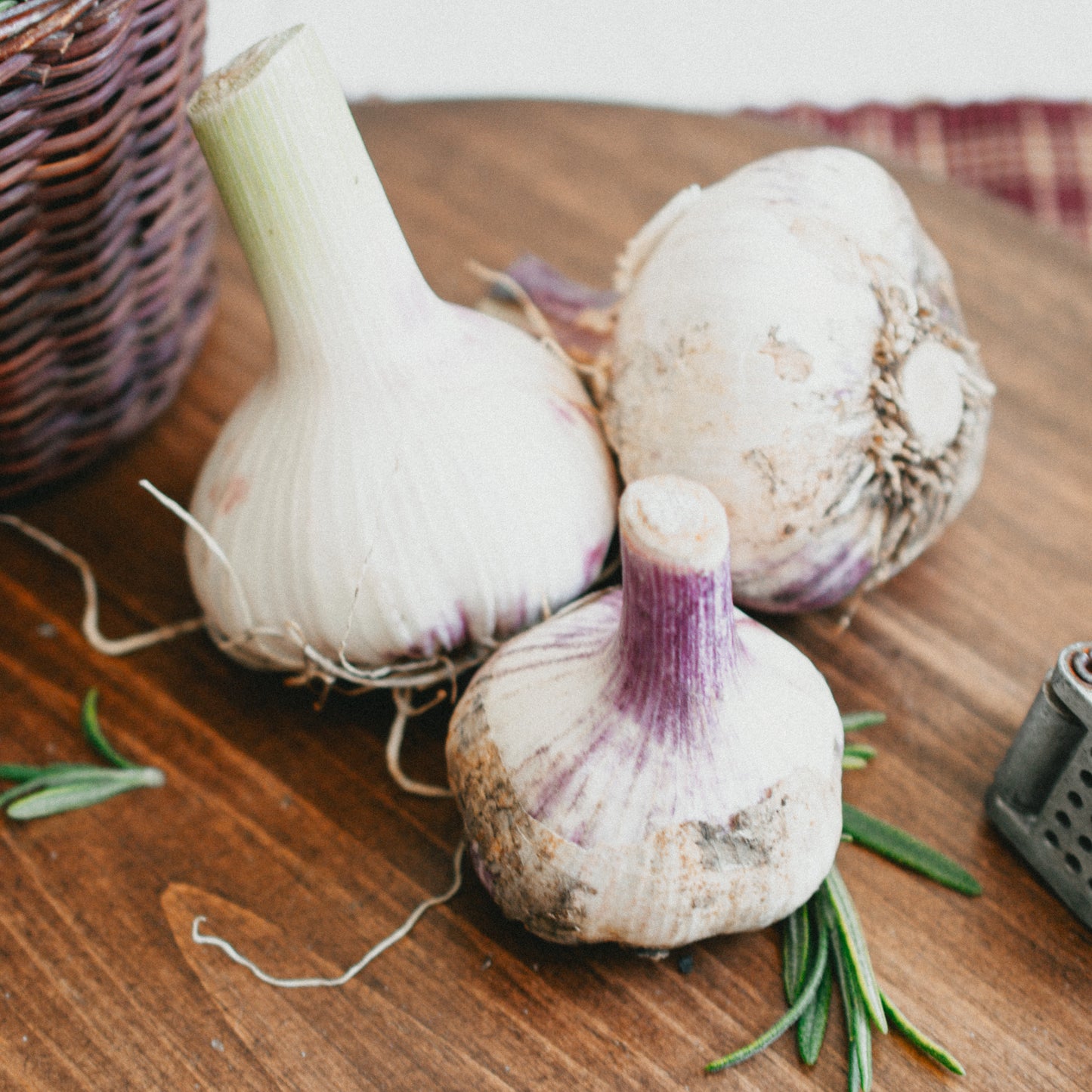 Garlic