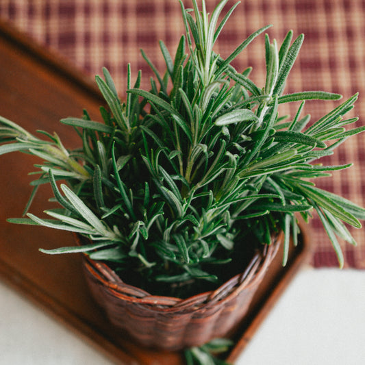 Rosemary