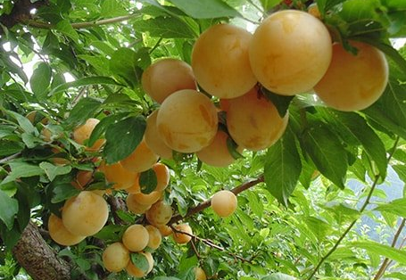 Shiro Plums