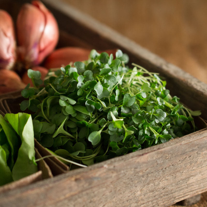 Microgreens