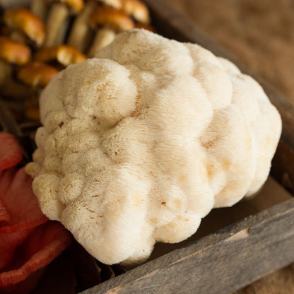 Lion's Mane Mushrooms