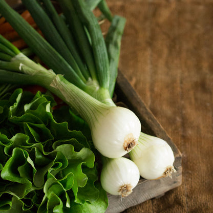 Young Yellow Onion