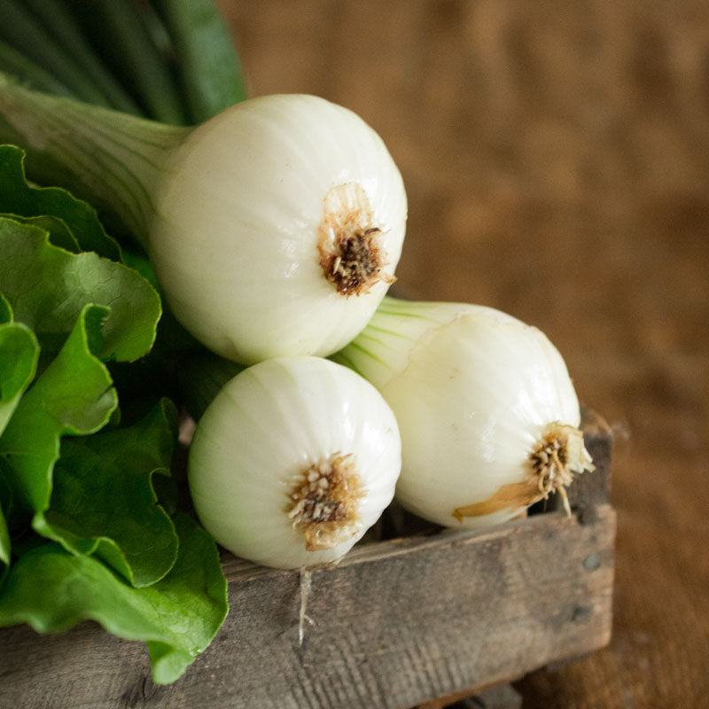 Young Yellow Onion