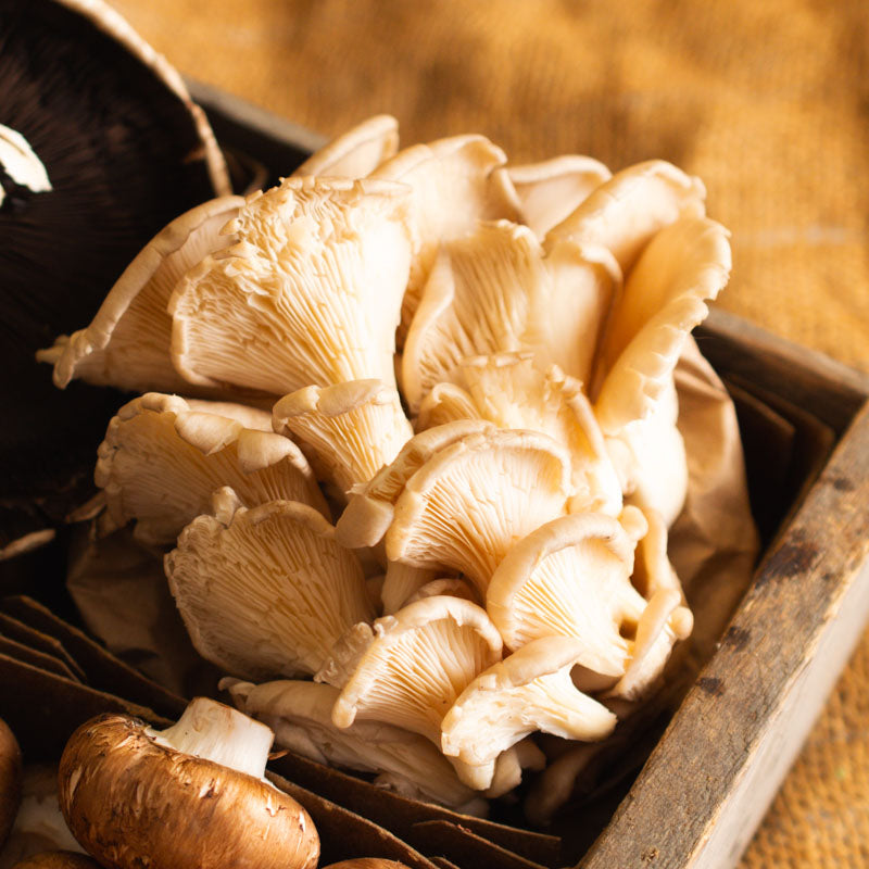 Pearl Oyster Mushrooms