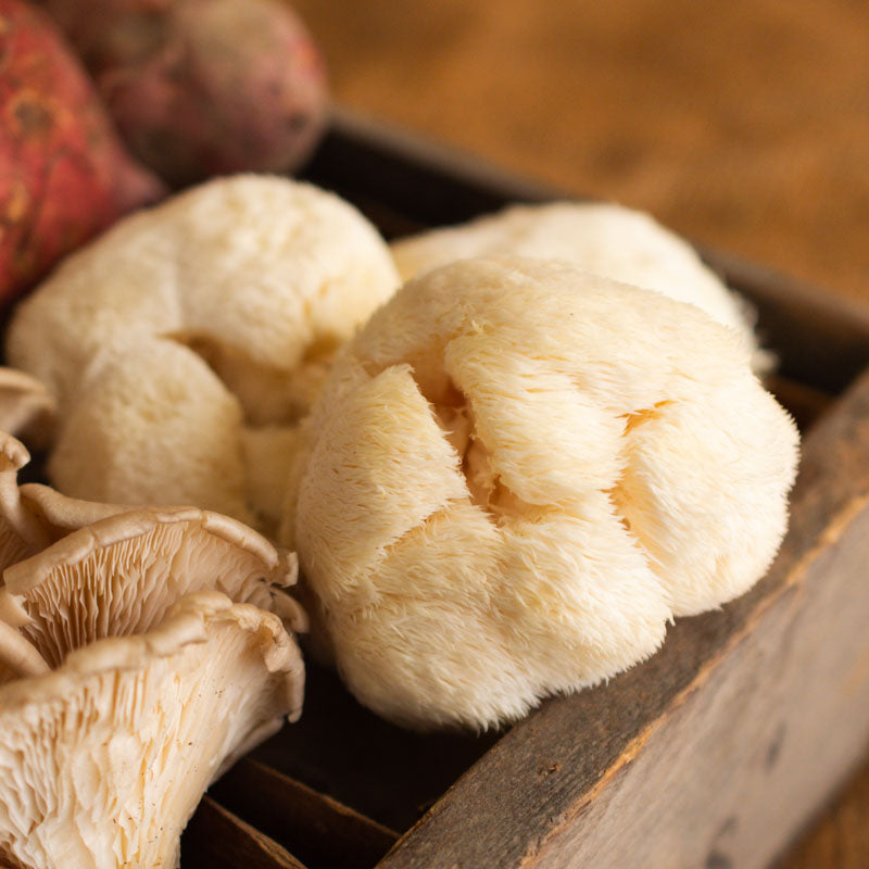 Lion's Mane Mushrooms