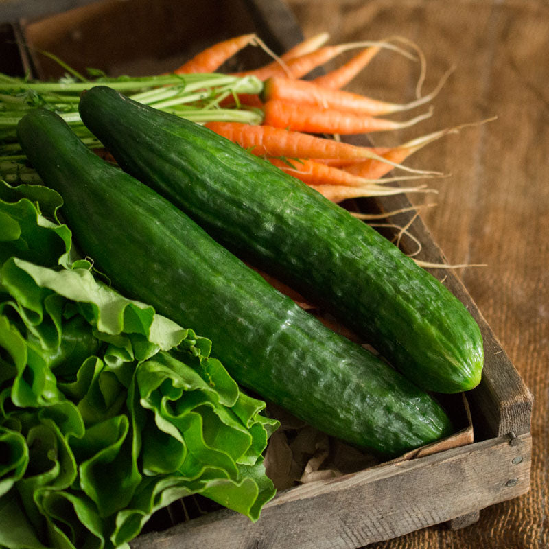 Long English Cucumber