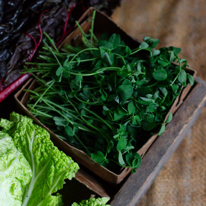 Peashoot Microgreens