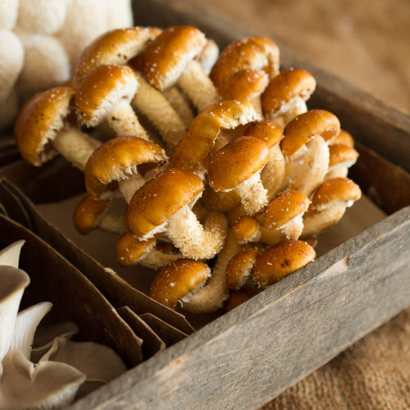 Chestnut Mushrooms
