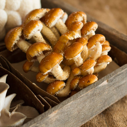 Chestnut Mushrooms