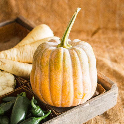 Autumn Frost Squash