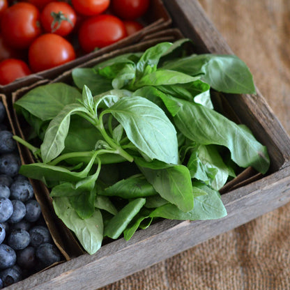 Basil