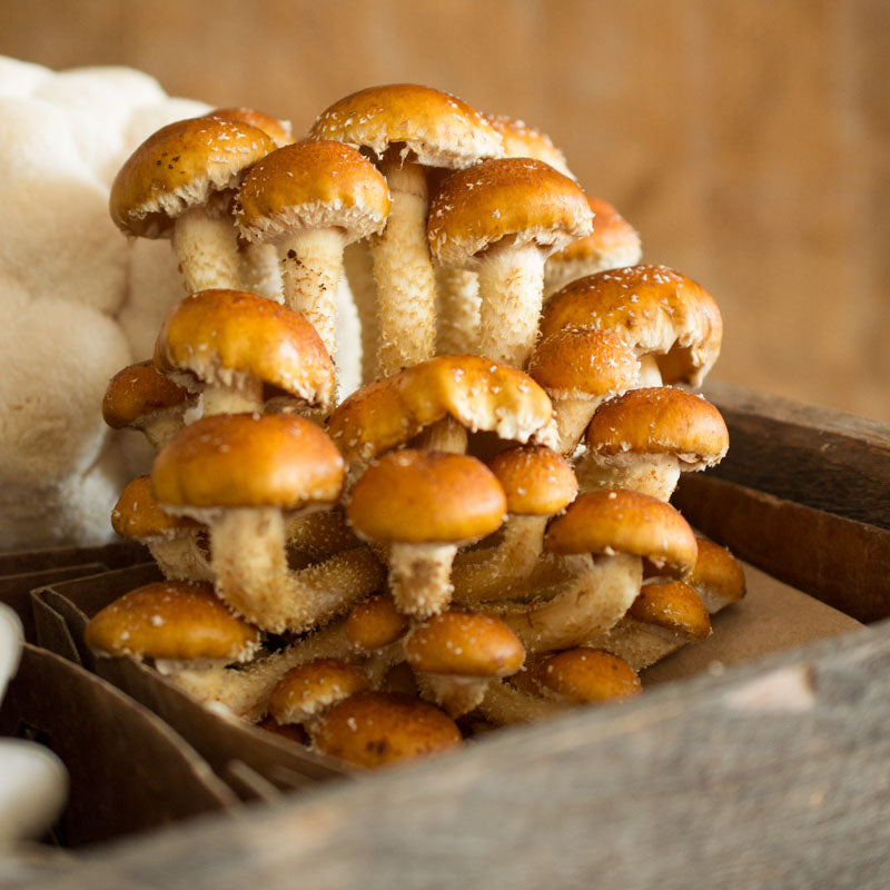 Chestnut Mushrooms