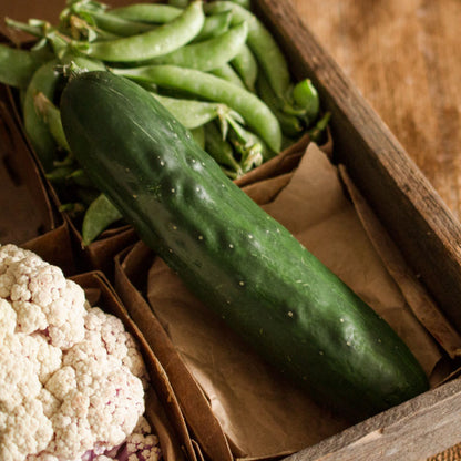 Field Cucumber